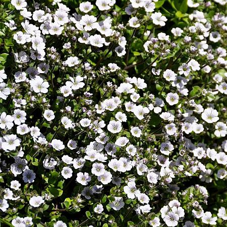 Gypsophila cerastioides Pot 9 cm