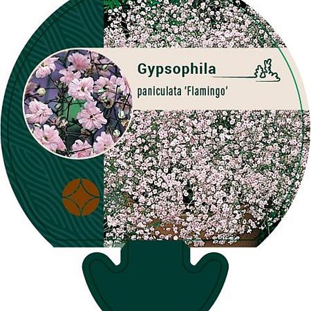 Gypsophila pan. 'Flamingo' Pot 9 cm