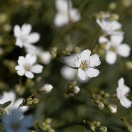 Gypsophila repens Pot 9 cm