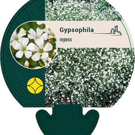 Gypsophila repens Pot 9 cm