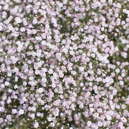 Gypsophila 'Rosenschleier' Pot 9 cm