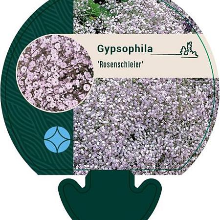Gypsophila 'Rosenschleier' Pot 9 cm