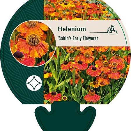 Helenium 'Sahin's Early Flowerer' Pot 9 cm