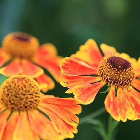 Helenium 'Sahin's Early Flowerer' Pot 9 cm