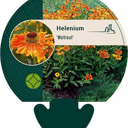 Helenium 'Waltraut' Pot 9 cm