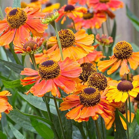 Helenium 'Waltraut' Pot 9 cm