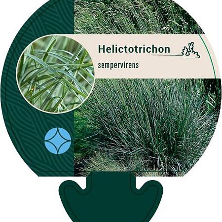 Helictotrichon sempervirens Pot 9 cm