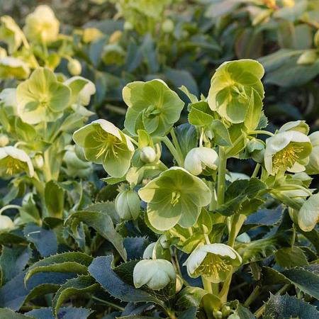 Helleborus argutifolius Pot 9 cm
