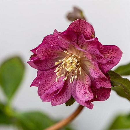 Helleborus or. 'Double Ellen Red' Pot 9 cm