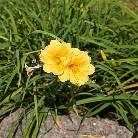 Hemerocallis 'Big Time Happy' Pot 9 cm