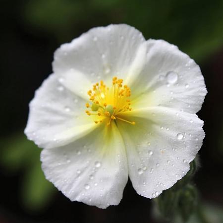 Helianthemum 'The Bride' Pot 9 cm