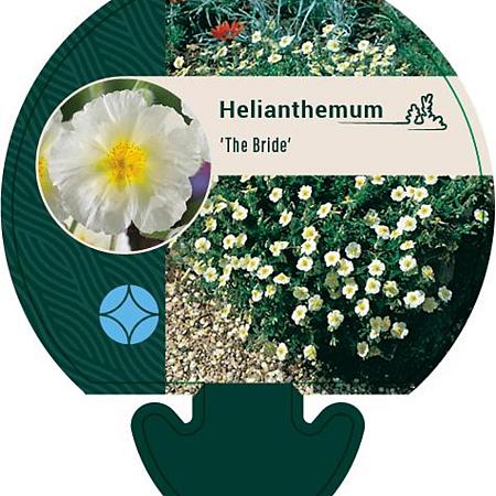 Helianthemum 'The Bride' Pot 9 cm