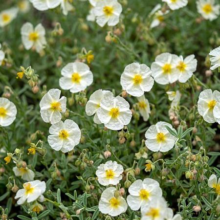Helianthemum 'The Bride' Pot 9 cm