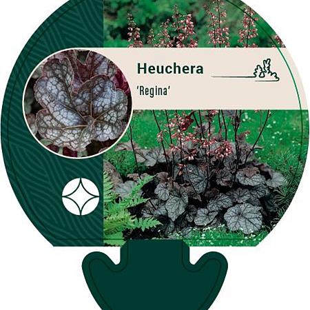 Heuchera 'Regina' Pot 9 cm