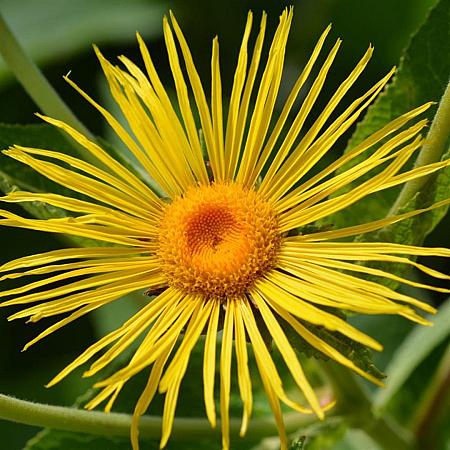 Inula magnifica Pot 9 cm