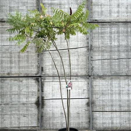 Rhus typhina Pot 30 Liter 150 - 175 cm