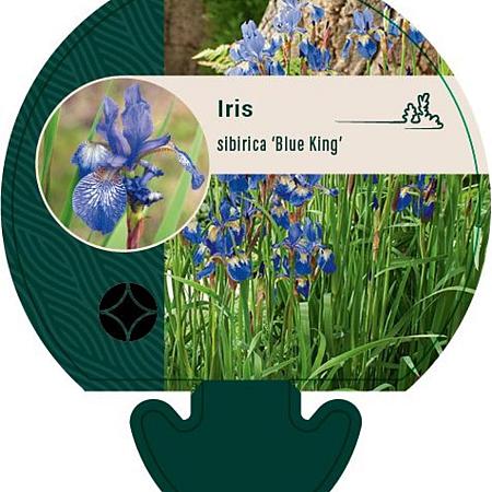 Iris sib. 'Blue King' Pot 9 cm
