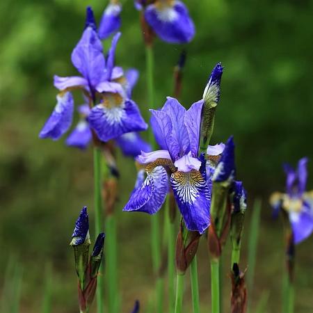 Iris sib. 'Blue King' Pot 9 cm