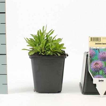 Jasione laevis 'Blaulicht' Pot 9 cm