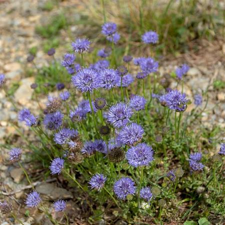 Jasione laevis 'Blaulicht' Pot 9 cm