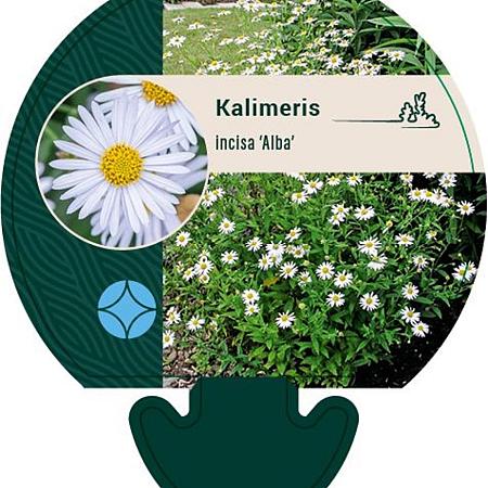 Kalimeris incisa 'Alba' Pot 9 cm