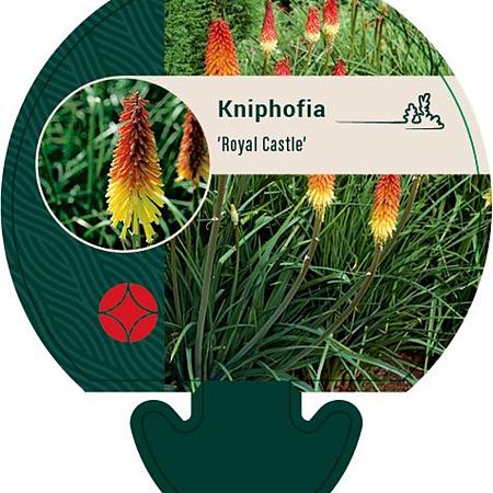 Kniphofia 'Royal Castle' Pot 9 cm