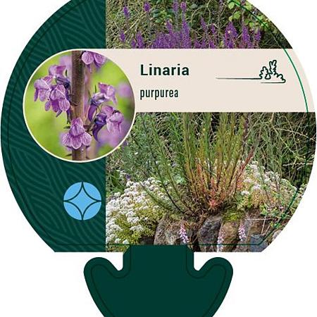 Linaria purpurea Pot 9 cm