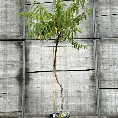 Rhus typhina Tiger Eyes Pot 5 Liter 