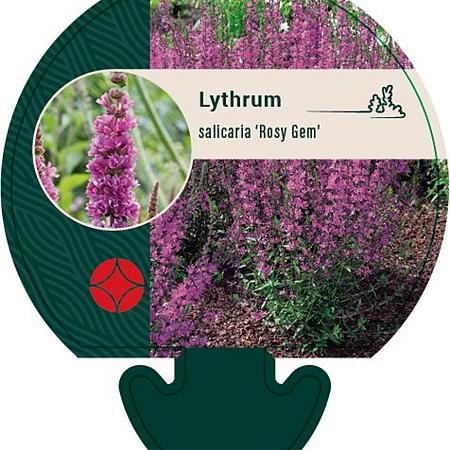 Lythrum sal. 'Rosy Gem' Pot 9 cm