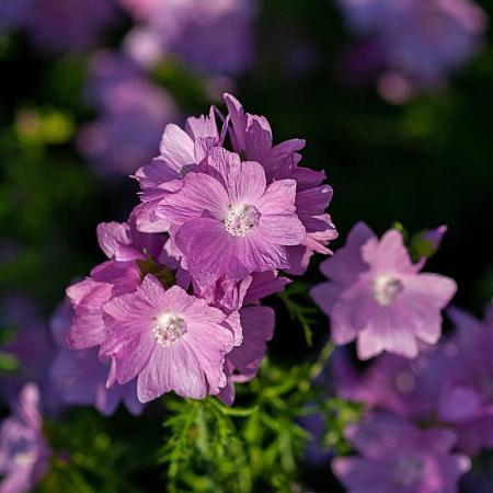 Malva moschata 'Rosea' Pot 9 cm