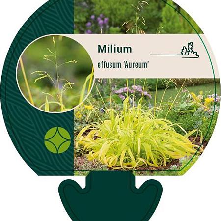 Milium effusum 'Aureum' Pot 9 cm
