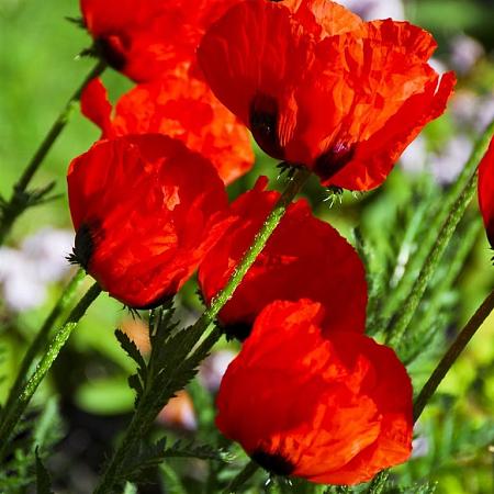 Papaver or. 'Allegro' Pot 9 cm