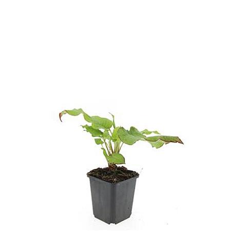 Persicaria amplexicaulis Pot 9 cm