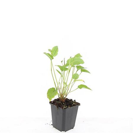 Persicaria amplexicaulis Pot 9 cm