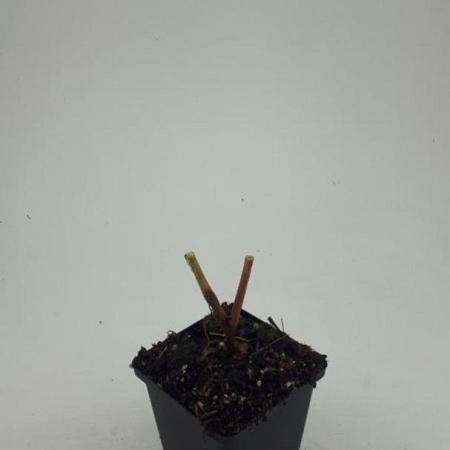 Persicaria amplexicaulis Pot 9 cm