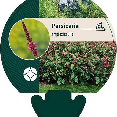 Persicaria amplexicaulis Pot 9 cm