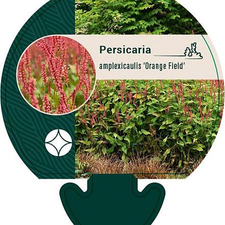 Persicaria a. 'Orangofield' Pot 9 cm