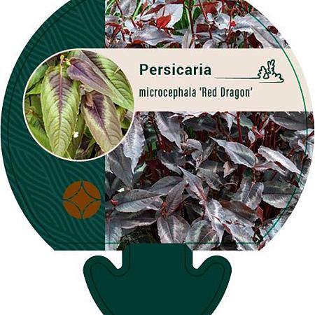 Persicaria micr. 'Red Dragon' Pot 9 cm