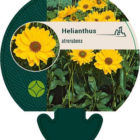 Helianthus atrorubens Pot 9 cm