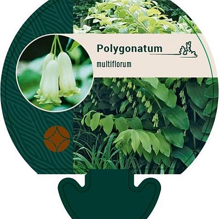 Polygonatum multiflorum Pot 9 cm