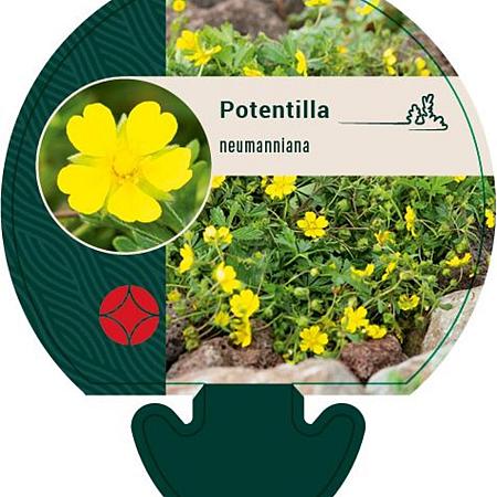 Potentilla neumanniana Pot 9 cm