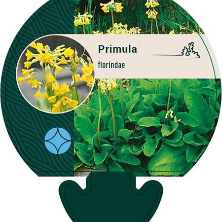 Primula florindae Pot 9 cm