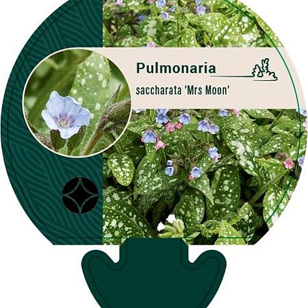 Pulmonaria s. 'Mrs Moon' Pot 9 cm