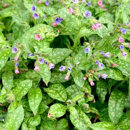 Pulmonaria s. 'Mrs Moon' Pot 9 cm