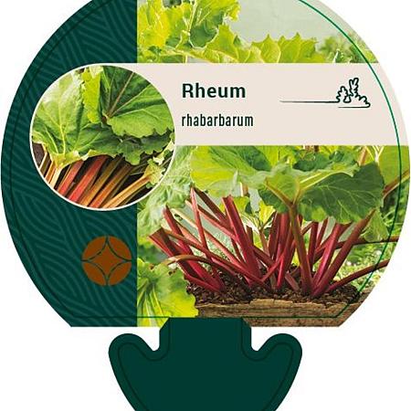 Rheum rhabarbarum Pot 9 cm