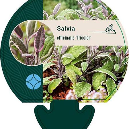 Salvia off. 'Tricolor' Pot 9 cm