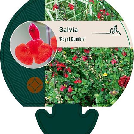 Salvia 'Royal Bumble' Pot 9 cm