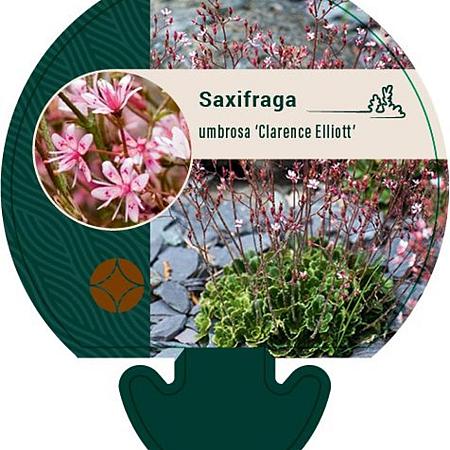 Saxifraga umbrosa 'ClarenceElliott' Pot 9 cm