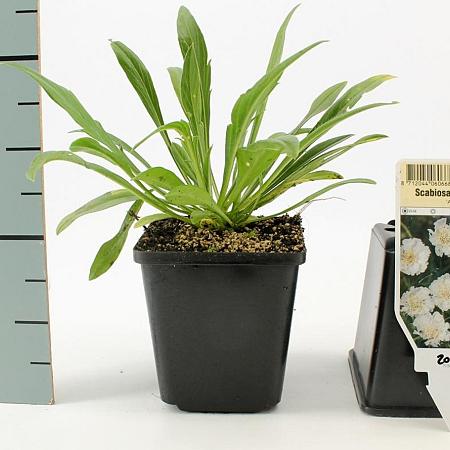 Scabiosa cauc. 'Perfecta Alba' Pot 9 cm