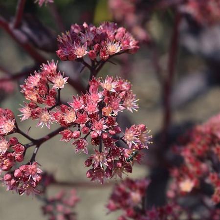 Sedum 'Purple Emperor' Pot 9 cm